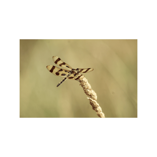 Banded Pennant - Studio miArt