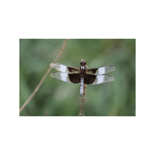 Banded Skimmer - Studio miArt