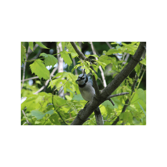 Blue Jay - Studio miArt
