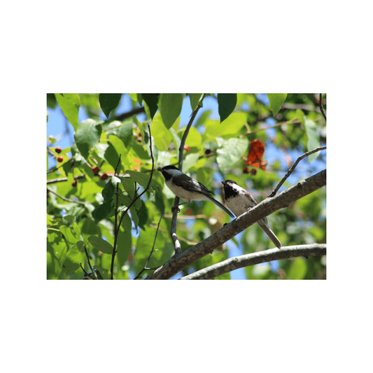 Chickadees - Studio miArt