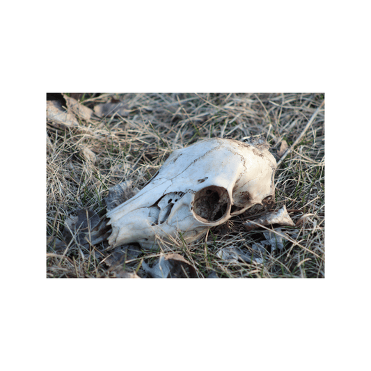 Deer Skull - Studio miArt