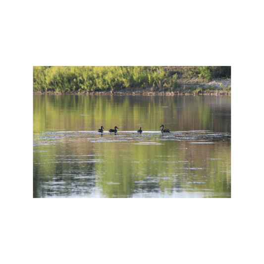 Ducks - Studio miArt