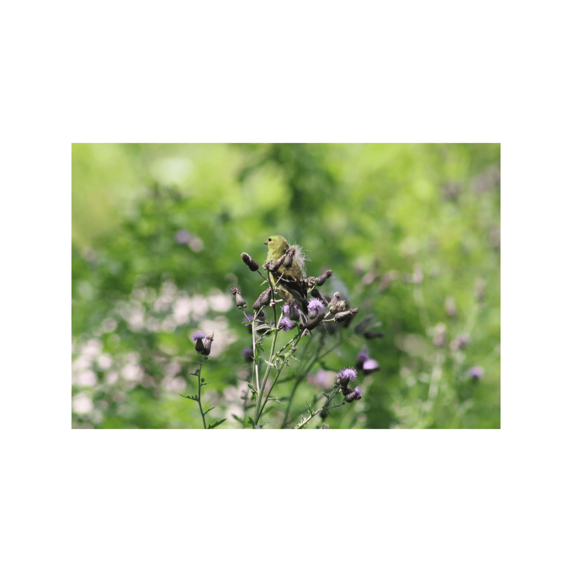 Goldfinch and Thistle - Studio miArt