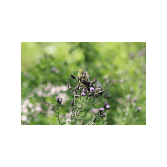Goldfinch and Thistle - Studio miArt