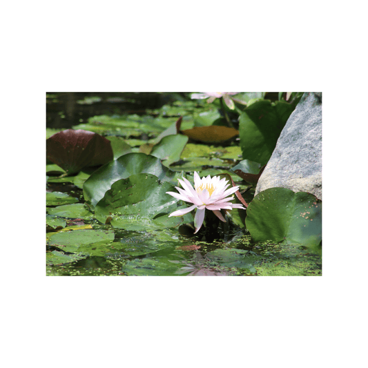 Pink Water Lily - Studio miArt