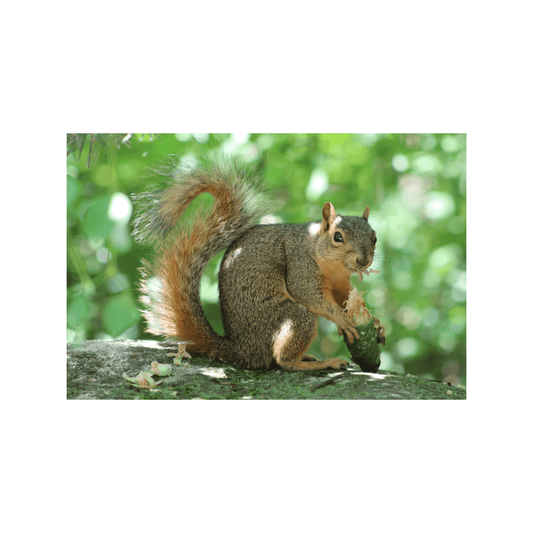 Squirrel and Conifer - Studio miArt