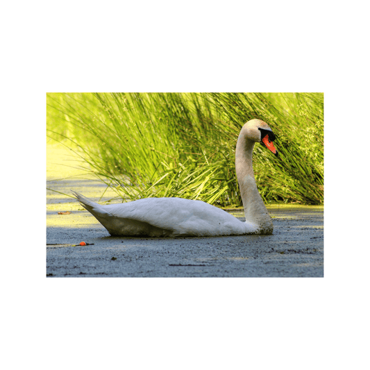 Swan - Studio miArt