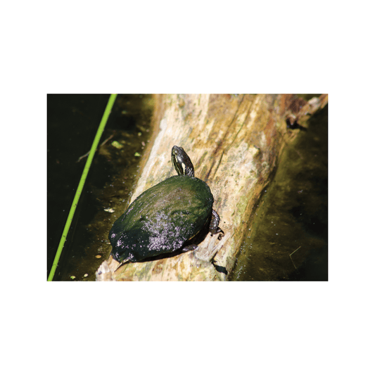 Turtle - Studio miArt