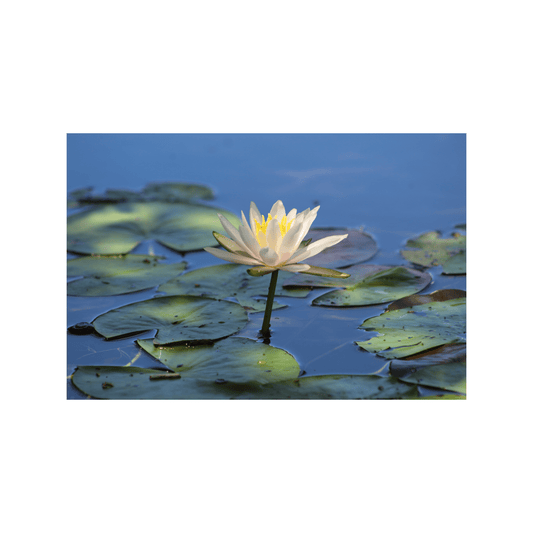 Water Lily - Studio miArt