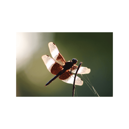Widow Skimmer - Studio miArt